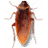 香蕉视频_cockroach on desktop